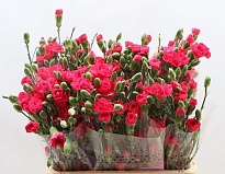 Гвоздика кустовая Cherry Blossom 10шт